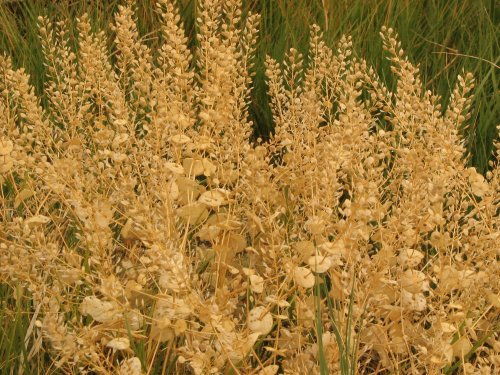 Dried Flowers